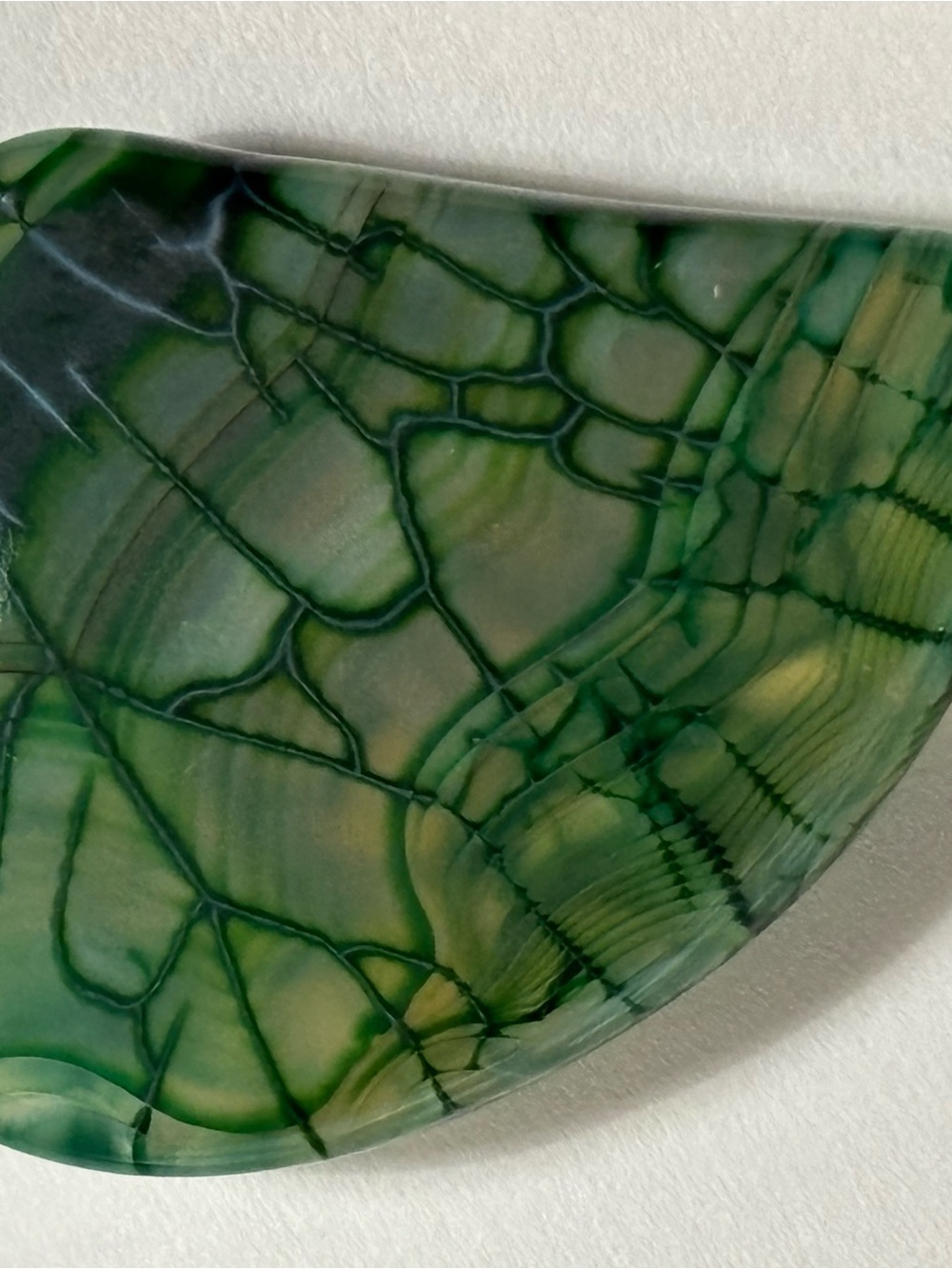 Close Up Vein Stem Leaf Phototropism Color Rock - Picture 14 of 16